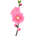 Plum-blossom