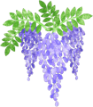 wisteria