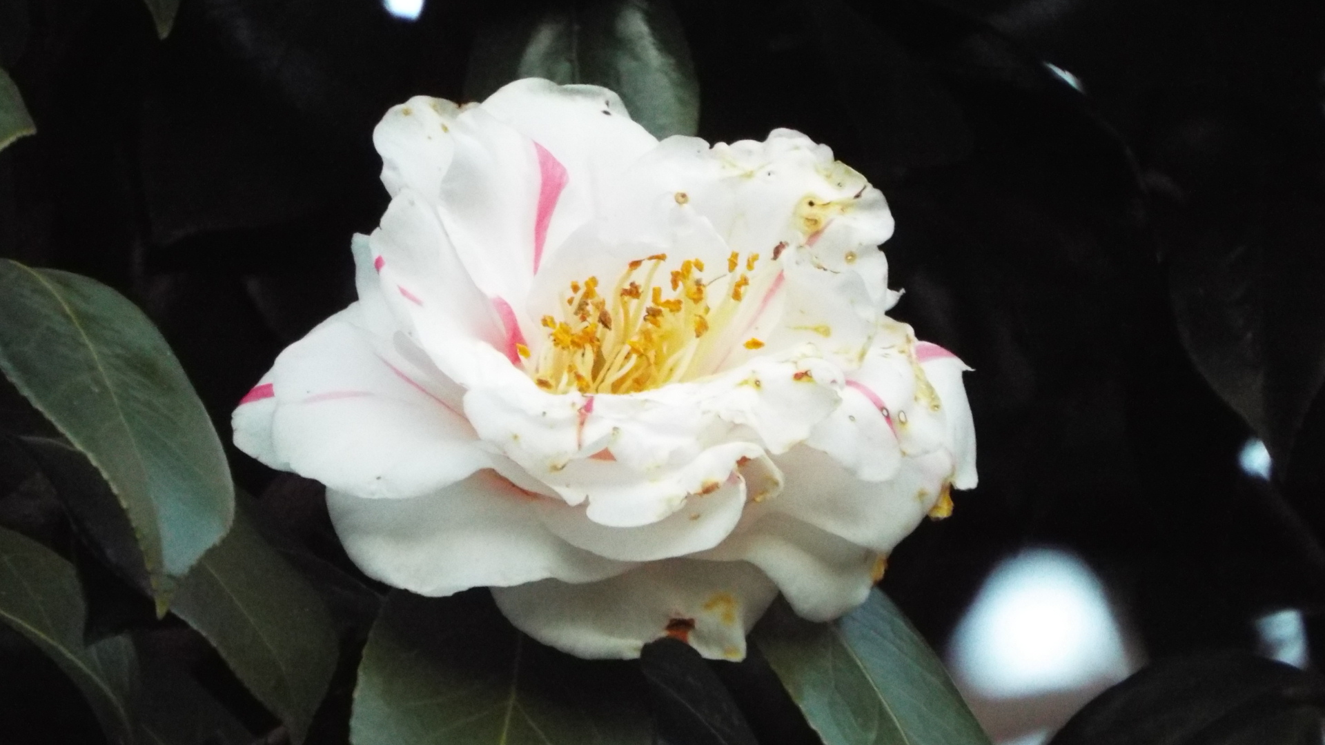 �P�Q���Ȃ̂ɁA�ւ��炢�Ă�����